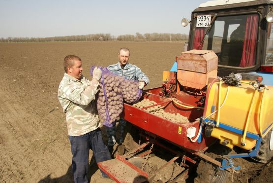 Подвоз семян картофеля осуществляют  Сергей Александрович Пушков и Максим Сергеевич Горишний