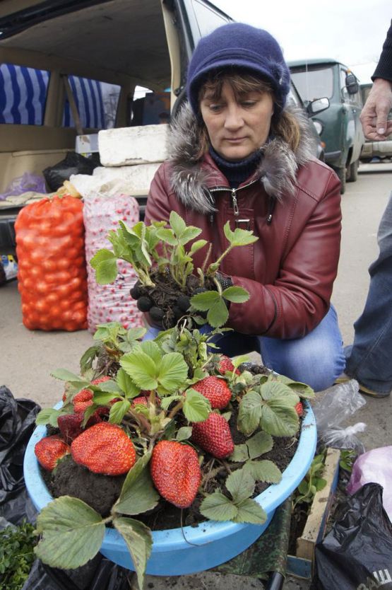 Елена Петрова поделилась с покупателями секретами выращивания богатого урожая клубники