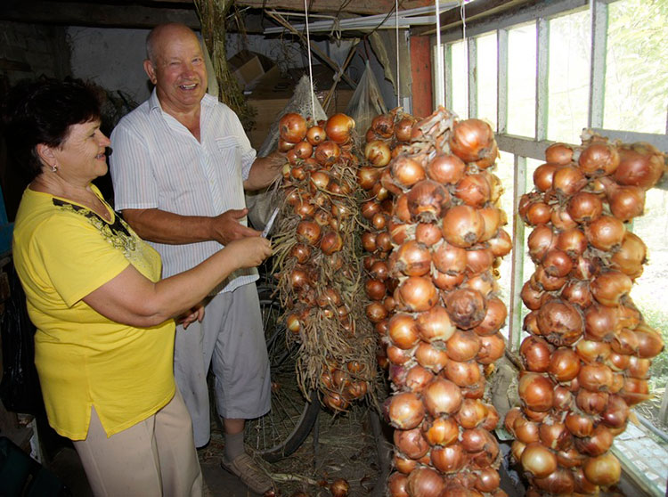 Вот таким способом Людмила Петровна и Евгений Павлович Семиколеновы хранят собранный урожай лука