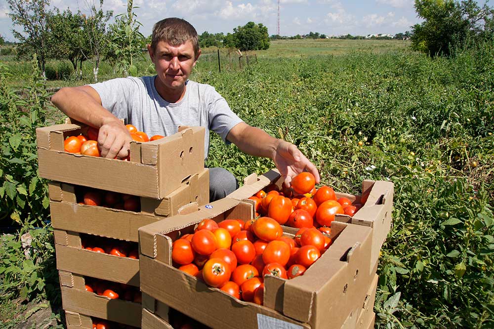 Алексей Ковалев на своей томатной плантации в разгар сбора урожая