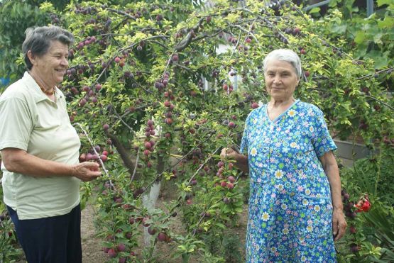 Богатый урожай алычи вырастили в своем саду дружные сестры