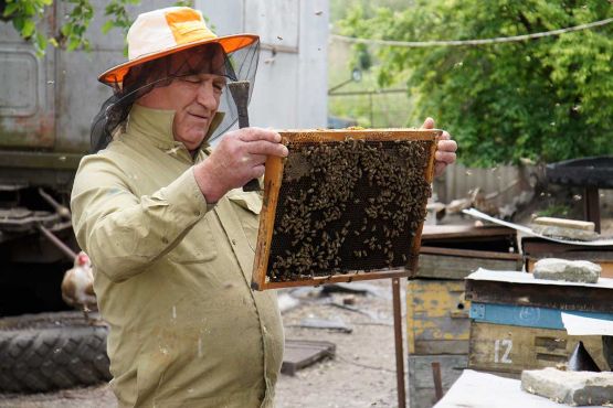 Виктор Михайлович Самбурский – знаток пчелиной жизни