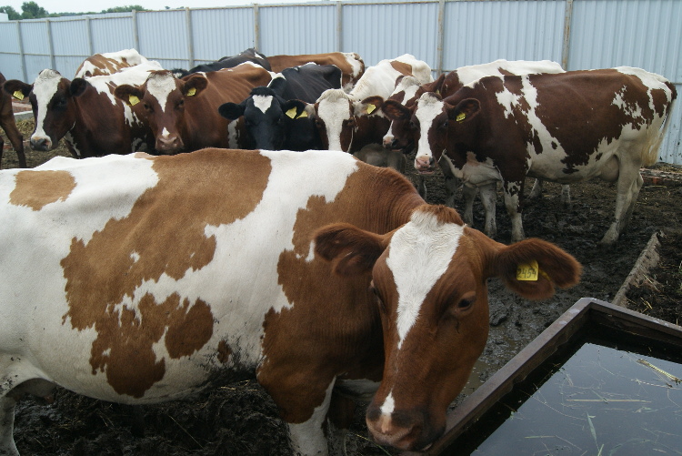 В хозяйстве уживаются коровы разных пород