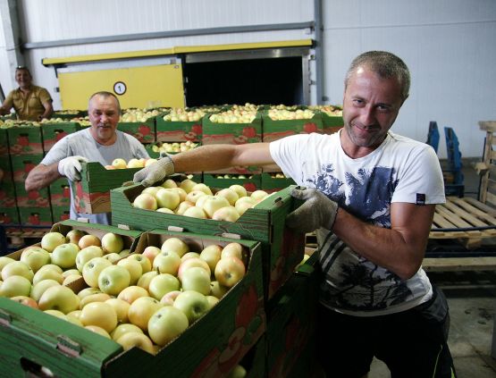 На погрузке и разгрузке коробок с яблоками в дружном семейном тандеме работают отец и сын Сергей и Максим Горишние