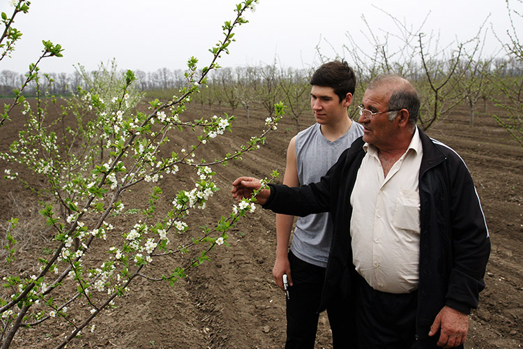 Валерий Саркисов и его сын Анушаван любуются цветущими сливами в своем саду