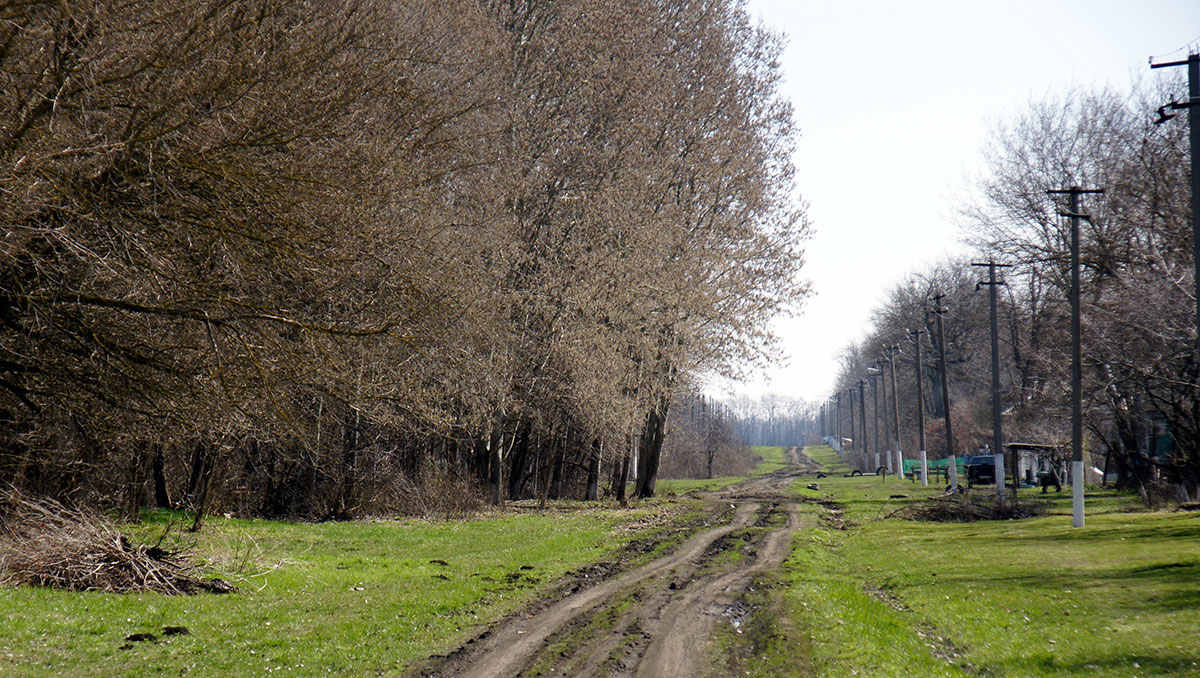Одна из особенностей хутора Балка Грузская – произрастание тополя серебристого