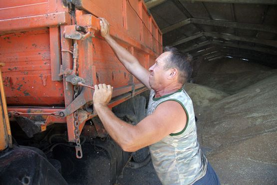 Водитель Виталий Тюльпинов отгружает зерно на склад