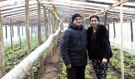 Тарел и Айгюль Атаевы с увлечением занимаются овощеводством закрытого грунта. На сегодняшний день в их теплицах подрастает рассада томатов