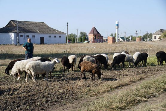 Хуторянин Андрей Арутюнов ежедневно выпасает стада овец и баранов