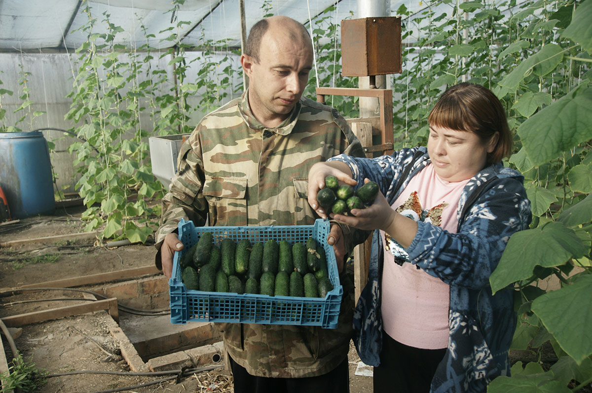 владелец ЛПХ поселка Урожайного Алексей Громов уже много лет занимается производством тепличных овощей. Выращивать и собирать урожай ему помогает жена Ольга