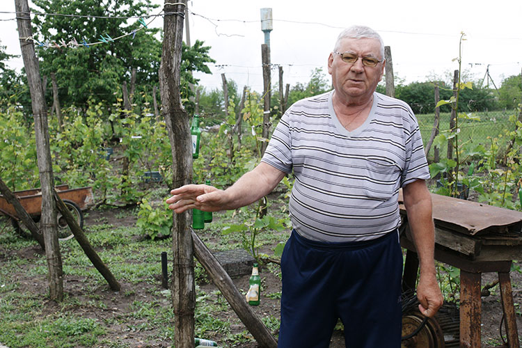 Николай Филиппович Мындарь 38 лет посвятил виноградарству
