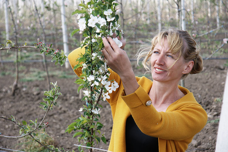 Бригадир Людмила Черткова работает в КФХ Натальи Бараковской не первый год. в настоящее время в шпалерном яблоневом саду проводит «зеленую операцию»
