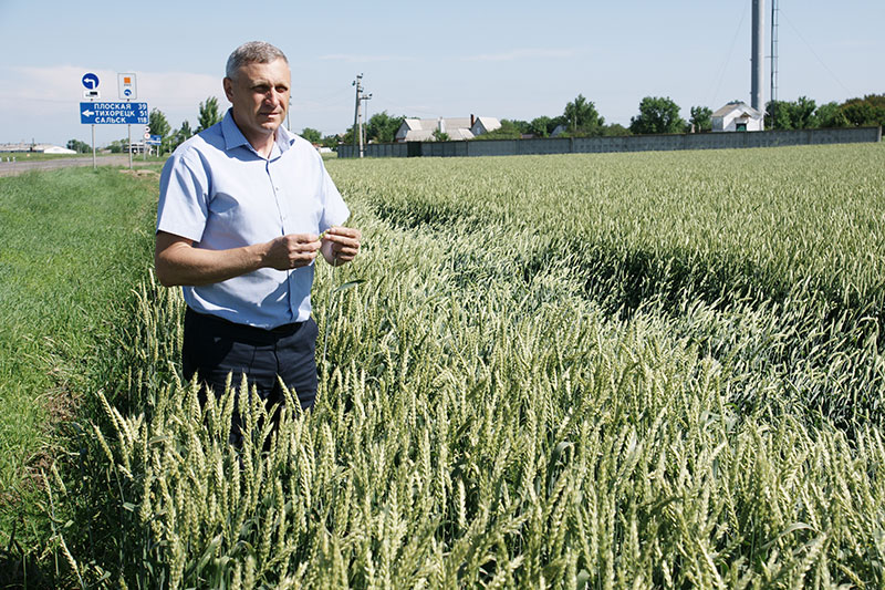 Виталий Курочкин проводит осмотр посевов озимой пшеницы