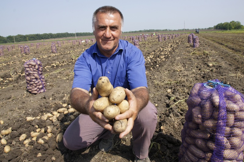 Хороший урожай картофеля вырастили в СПК "Колос", и в этом немалая заслуга бригадира овощеводческой бригады Руслана Рамазановича Делова