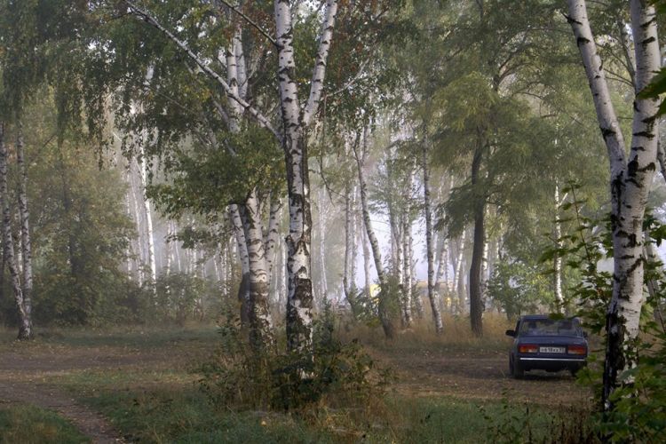 Таким Кировский став был уютным с березками. Здесь отдыхали новопокровчане и любовались красотой стройных деревьев. Фото А. Толстых.