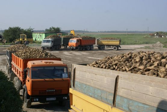 АО «Викор» с 10 августа начало прием нового урожая сахарной свеклы