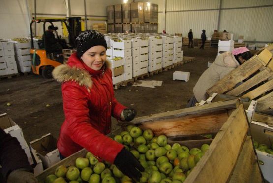 Вкус яблок, выращенных в СПК «Колос», хорошо знают даже в далеком Приморском крае.   Перед дальней дорогой продукцию сортируют и упаковывают