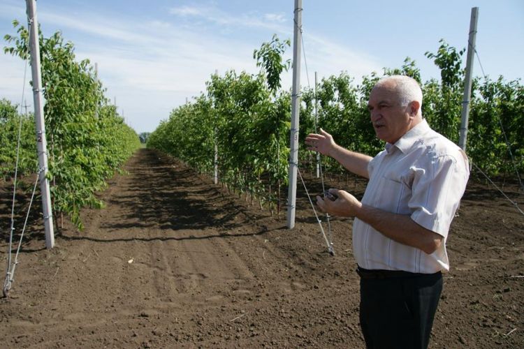 Генеральный директор ОАО «Радуга» Ахмед Мухтарович Ахмедов показывает, как выглядит шпалерный сад