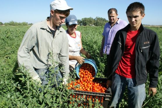 Упор на качество у овощеводов ООО «Агрофирма-Флагман»