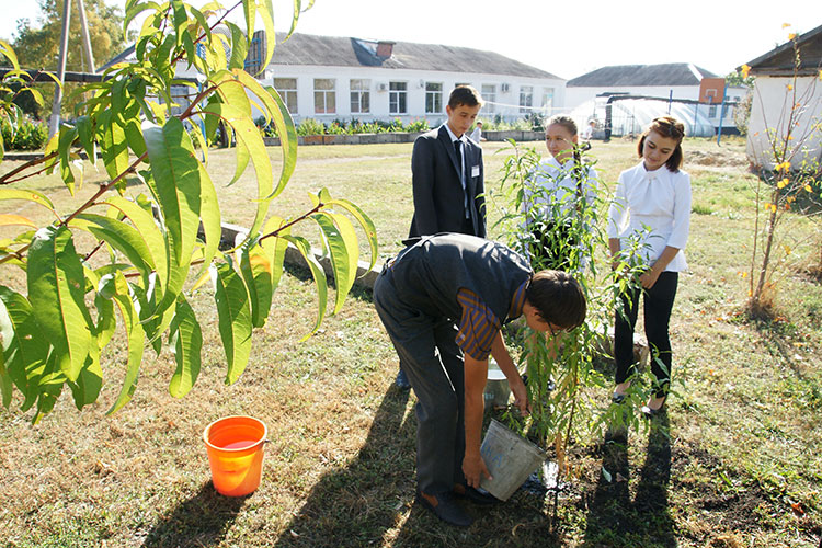 Юные садоводы высаживают саженцы персика  на пришкольном участке