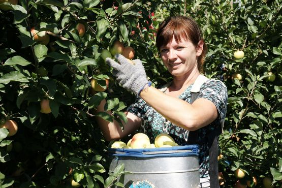В период сезонных работ в саду СПК «Колос» в уборке урожая принимает участие Светлана Мордик