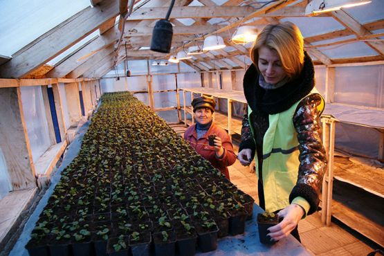 Людмила Чернова учит корреспондента «СГ» премудростям цветочного дела
