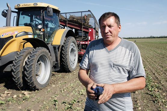 В среднем за день Юрий Самохин убирает 14–19 гектаров сахарной свеклы, выращенной на полях ОАО «Кубань»
