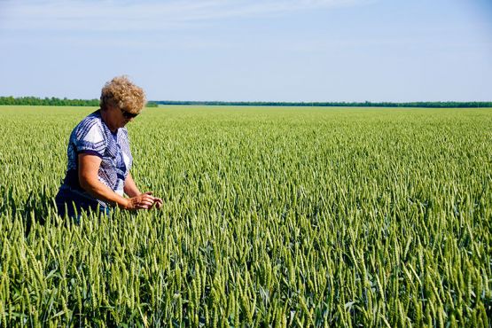Главный агроном ОАО «Кубань» Ирина Истомина каждый день объезжает озимые поля и мониторит состояние посевов