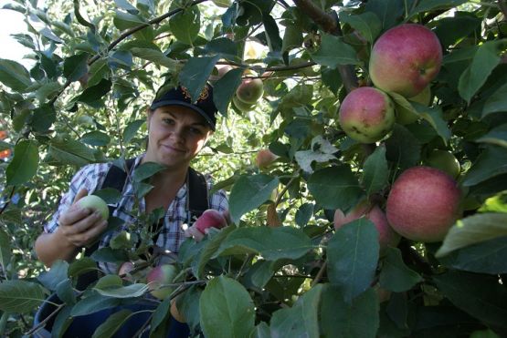 Новопокровчанка Евгения Демидова в разгар яблочного сезона работает в саду кооператива. Кроме того, она многодетная мама, воспитывающая пятерых детей