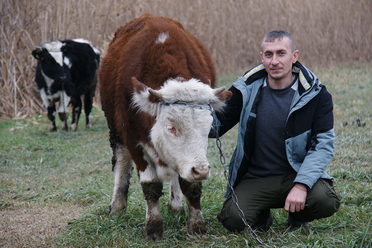 Владимир Колядный много лет занимается выращиванием быков и знает все повадки этих сильных и крепких животных