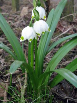 leucojum_vernum_vagneri1