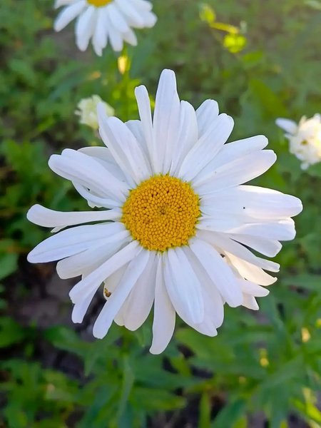 lidiya