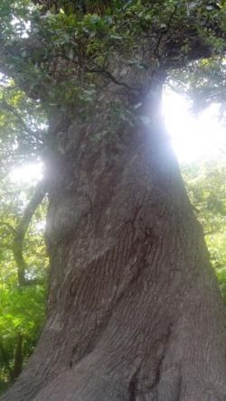 Дуб черешчатый (Quercus robur)