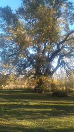 Дуб черешчатый (Quercus robur L.)